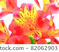 Red flower alstroemeria 82062903