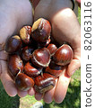 The chestnuts caught by picking up chestnuts are shown on the palm of your hand. 82063116