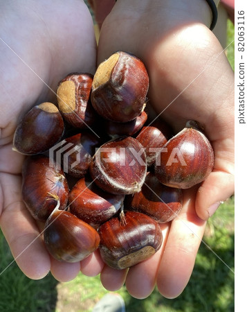 The chestnuts caught by picking up chestnuts are shown on the palm of your hand. 82063116