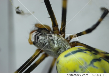 Giant spider macro view with selective focus, with blurred white background. Giant spider macro view with selective focus, with blurred white background. 82063119