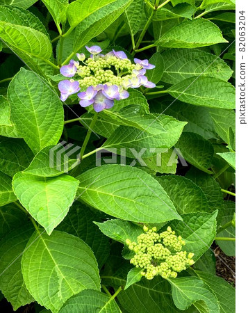 Hydrangea 2 82063204