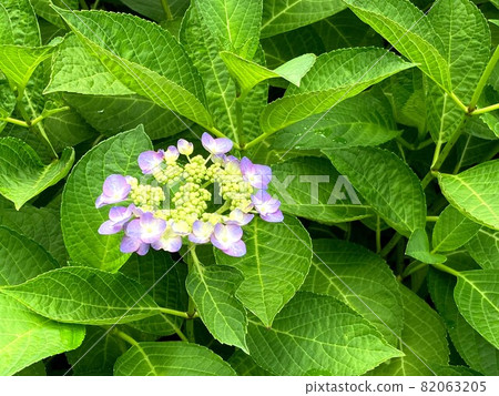 Hydrangea 3 82063205