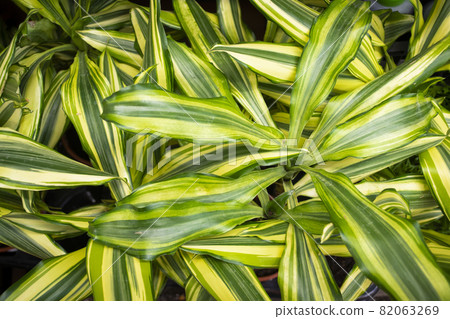 Dracaena deremensis Lemon Surprise Lemon Lime, dracaena background Dracaena deremensis Lemon Surprise Lemon Lime, dracaena background 82063269