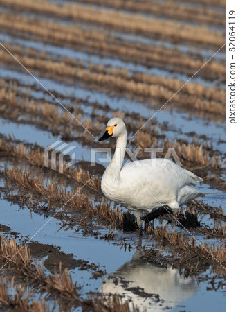 Hokkaido scenery "early spring swan" Hokkaido scenery "early spring swan" 82064119