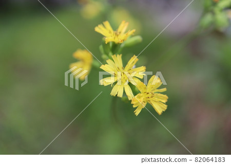 Yellow onirabiraco flower taken with a macro lens 82064183