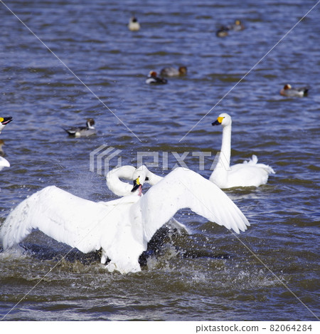 Swan Lake Swan Lake 82064284