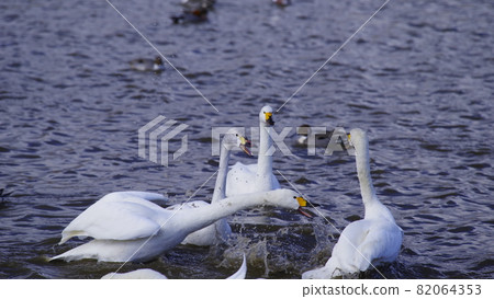 Swan Lake 82064353