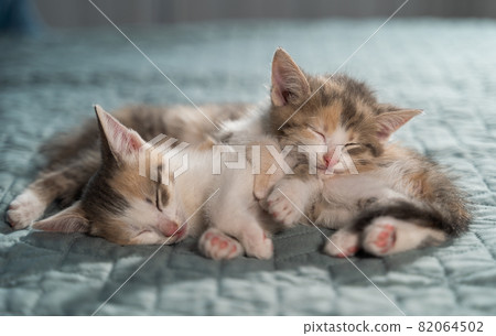 Two tricolor kittens sleep on top of each other on a blue blanket. Bright bedroom with pets. Favorite animals. Two tricolor kittens sleep on top of each other on a blue blanket. Bright bedroom with pets. Favorite animals. 82064502