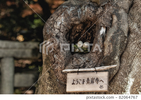 滋賀縣米原市青巖寺入口處的樹洞中的地藏人偶和可愛的招牌 滋賀縣米原市青巖寺入口處的樹洞中的地藏人偶和可愛的招牌 82064767