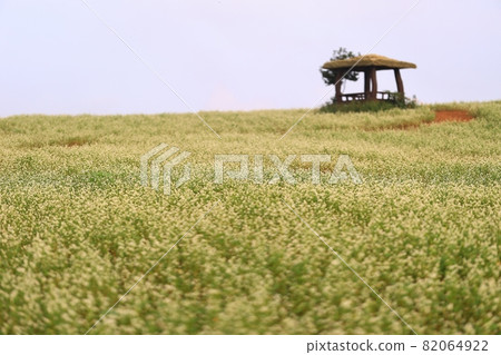 Morning scenery of the farm, academy farm 82064922