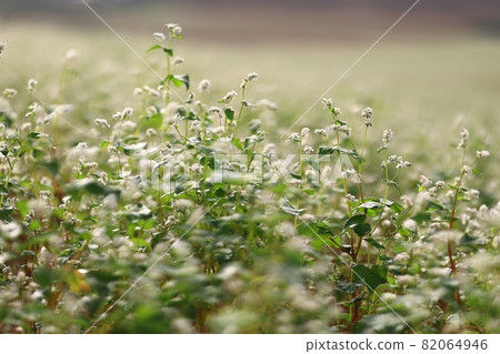 農場的早晨風景，學院農場 82064946