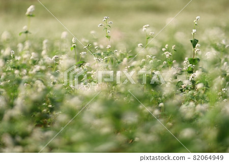 農場的早晨風景，學院農場 82064949