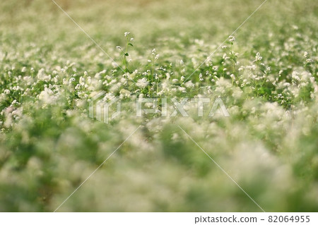 Morning scenery of the farm, academy farm 82064955