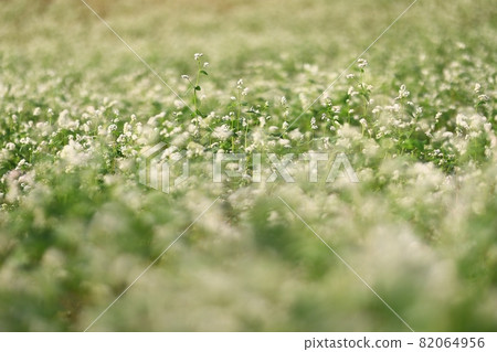 Morning scenery of the farm, academy farm 82064956