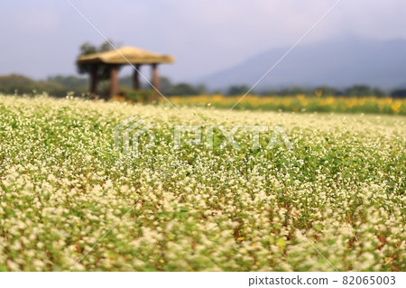 農場的早晨風景，學院農場 82065003