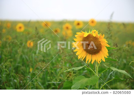 農場的早晨風景，學院農場 82065080