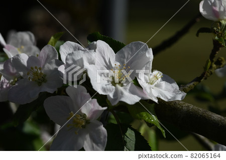 An apple flower An apple flower 82065164