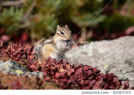 Chipmunk that stores the fruit of Urashimatsutsuji 82065503