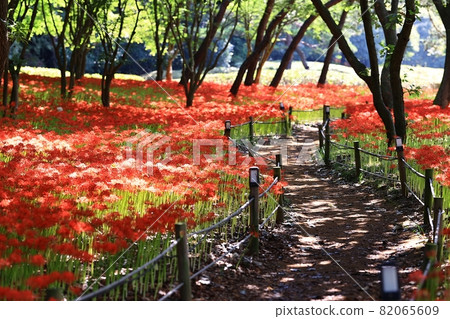 All kinds of flowers, unachievable love 82065609