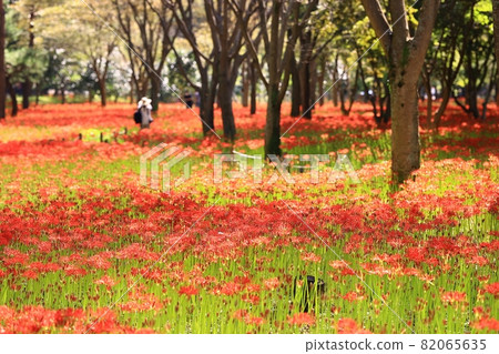 All kinds of flowers, unachievable love All kinds of flowers, unachievable love 82065635