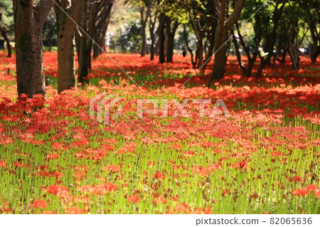All kinds of flowers, unachievable love All kinds of flowers, unachievable love 82065636
