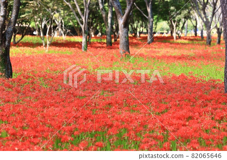 All kinds of flowers, unachievable love 82065646