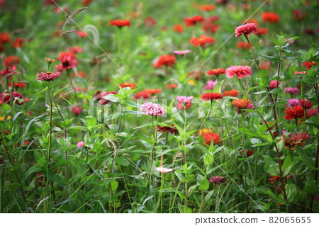 All kinds of flowers, unachievable love 82065655