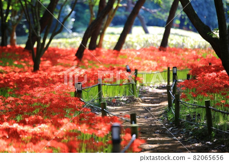 All kinds of flowers, unachievable love All kinds of flowers, unachievable love 82065656
