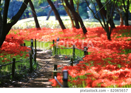 All kinds of flowers, unachievable love All kinds of flowers, unachievable love 82065657