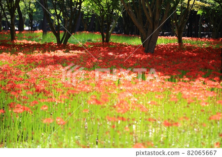 All kinds of flowers, unachievable love All kinds of flowers, unachievable love 82065667