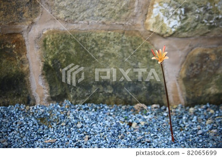 All kinds of flowers, unachievable love All kinds of flowers, unachievable love 82065699