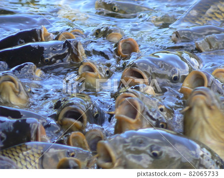 Carps crowded in search of food Carps crowded in search of food 82065733
