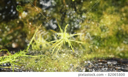 Moss sphagnum, individual plant, macro photo with blurred background 82065800