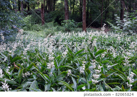 The name of the pollia japonica is derived from the fact that the color and shape of the leaves are similar to those of the Japanese ginger and grow on the pollia japonica. The name of the pollia japonica is derived from the fact that the color and shape of the leaves are similar to those of the Japanese ginger and grow on the pollia japonica. 82065824
