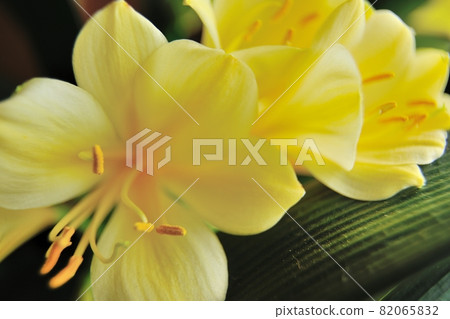 Kibana Clivia flowers blooming in my home Kibana Clivia flowers blooming in my home 82065832