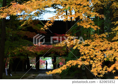 淡黃盛開的清源寺秋葉 82065852