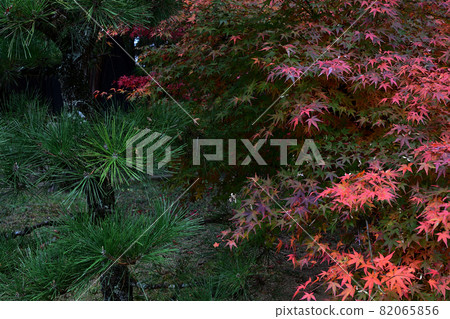 紅綠相映的清源寺紅葉盛開 紅綠相映的清源寺紅葉盛開 82065856