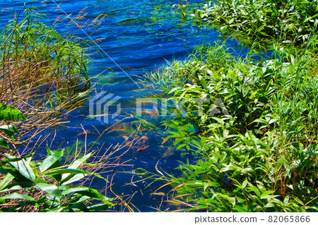 日本長野八岳森林和池塘 日本長野八岳森林和池塘 82065866
