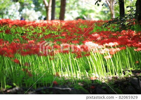 秋天的風景，單戀 82065929