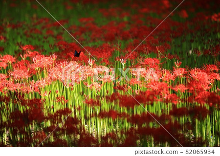 秋天的風景，單戀 82065934