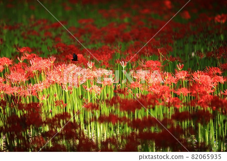 秋天的風景，單戀 82065935