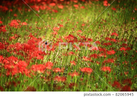 Autumn scenery, unrequited love Autumn scenery, unrequited love 82065945