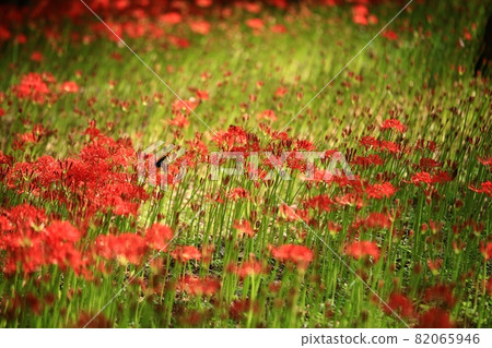 秋天的風景，單戀 82065946