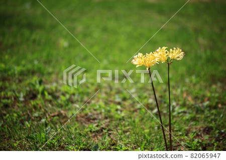 秋天的風景，單戀 82065947