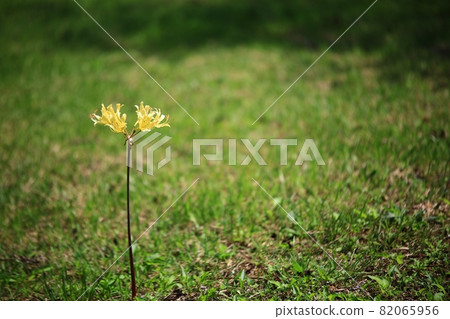 秋天的風景，單戀 82065956
