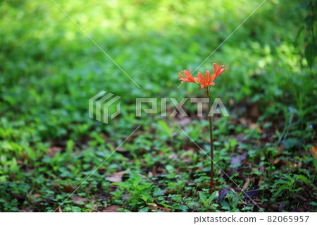 秋天的風景，單戀 82065957