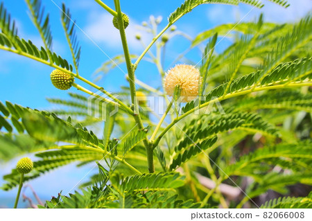 Okinawa leucaena Okinawa leucaena 82066008