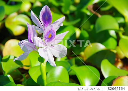 水葫蘆 82066164