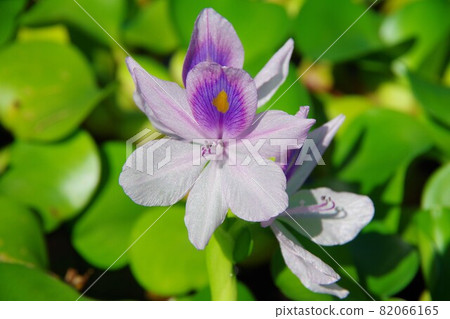 水葫蘆 水葫蘆 82066165
