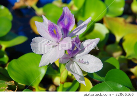 水葫蘆 水葫蘆 82066166